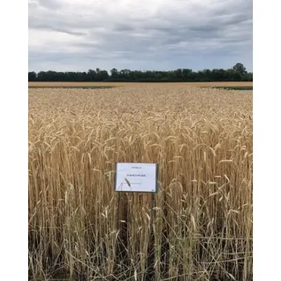 Павлодарський