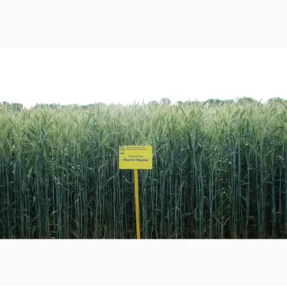 Пам'яті Пацеки