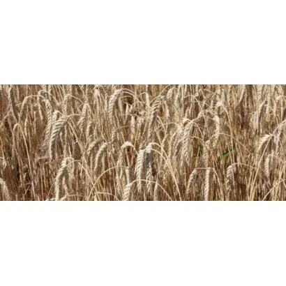 Папсуєвська