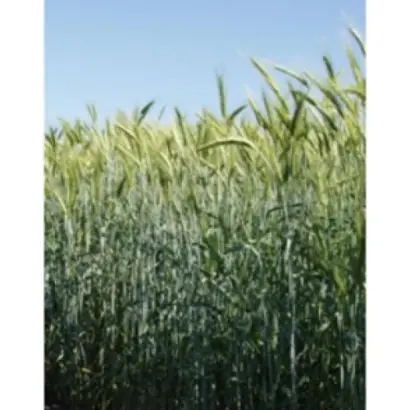 Підзимок харківський