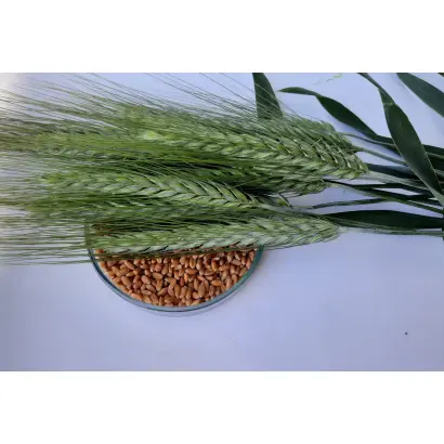 Поліський 7