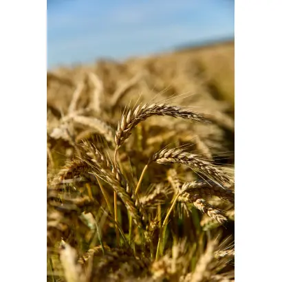 Tadeus / Тадеус