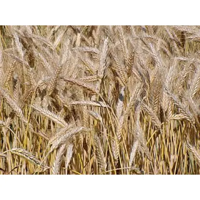 Амфідиплоїд 51