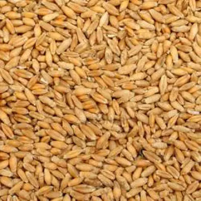 Киевскэ ранне / Київське раннє