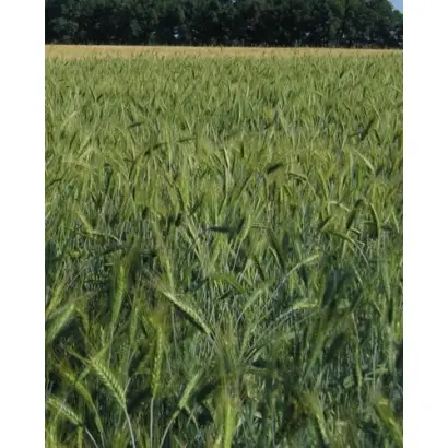 Булат харківський