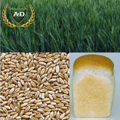 Дархліба харківський