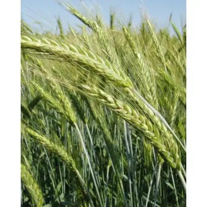 Зліт харківський