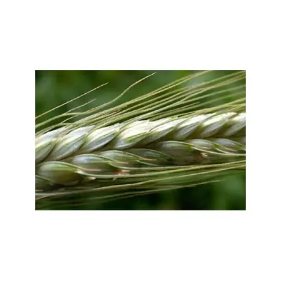 Кріпость харківська