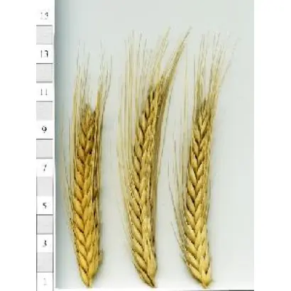 Легінь харківський