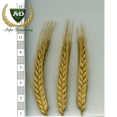 Сонцедар харківський