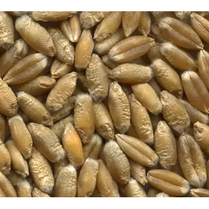 Аіст харківський