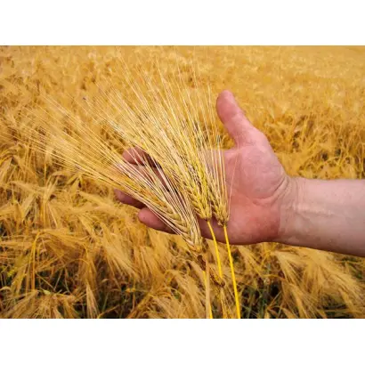 Жайворонок харківський