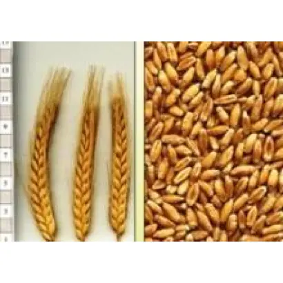 Коровай харківський