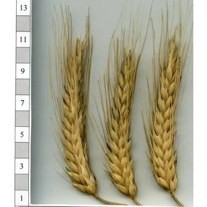 Оберіг харківський