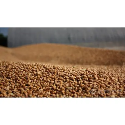 Одесская многолетняя / Одеське багаторічне