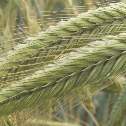 Guttino / Гуттіно