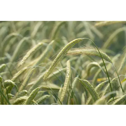 SU Arvid / ЗУ Арвід