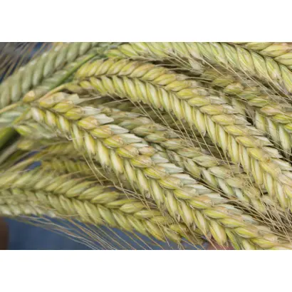 SU Performer / ЗУ Перформер