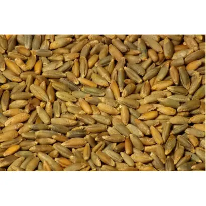 Інтенсивне 99