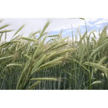 KWS Bono / КВС Боно