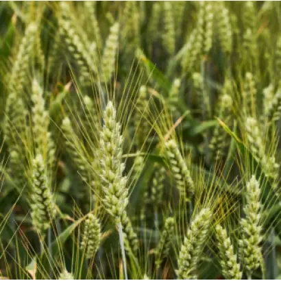 KWS Vinetto / КВС Вінетто