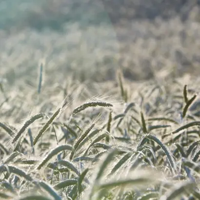 KWS Eterno / КВС Етерно