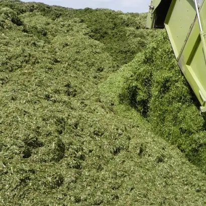 KWS Magnifico / КВС Магніфіко