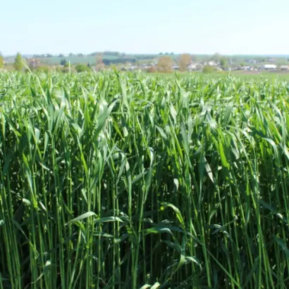 KWS Progas / КВС Прогас