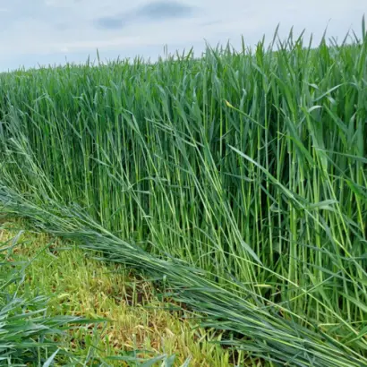 KWS Propower / КВС Пропауер