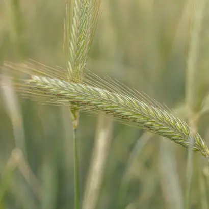 KWS Tayo / КВС Тайо