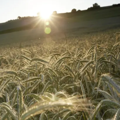 KWS Trebiano / КВС Требіано