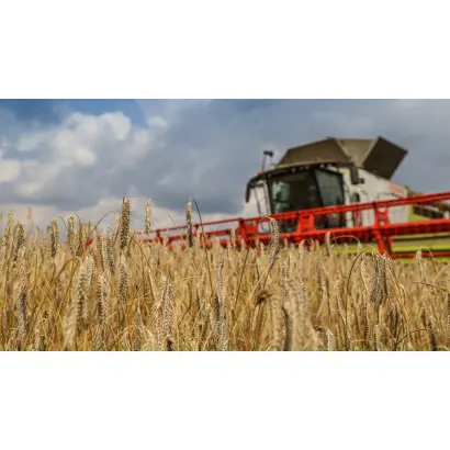 KWS Fidalgor / КВС Фідальгор