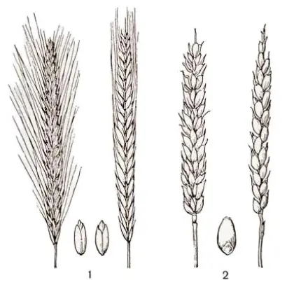 Stannos / Станнос