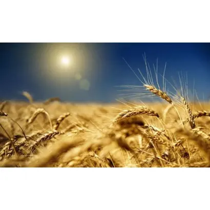 Хлібна нива