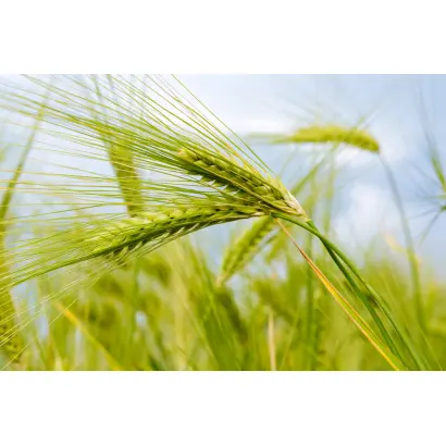 Agronom / Агроном