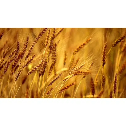 Askari / Аскарі