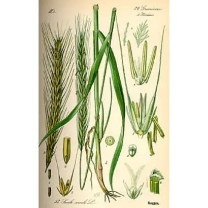 Богуславка