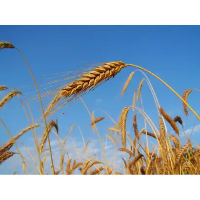 Борьба (Рада) / Боротьба