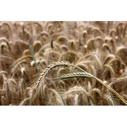 Верхняцьке 94