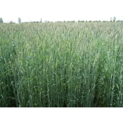 Dankowskie diament / Данковський діамант