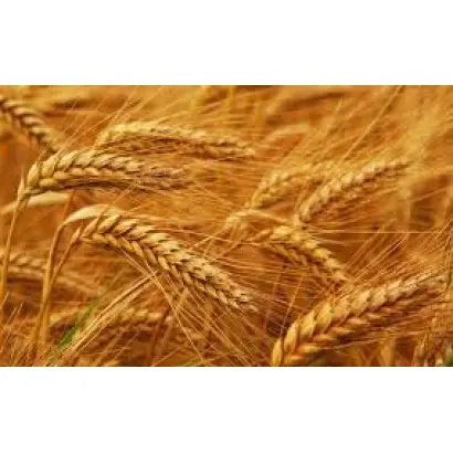 KWS Rhavo / КВС Раво