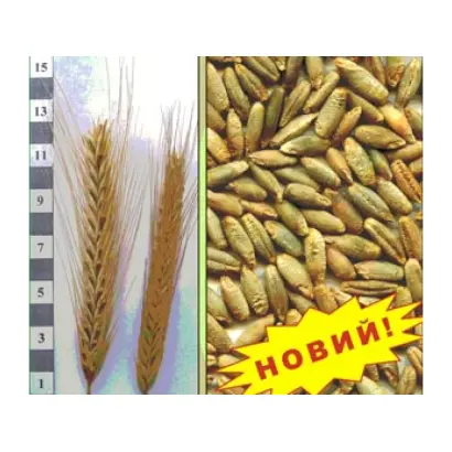 Первісток F1