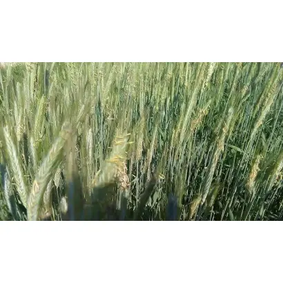 Picasso / Пікассо