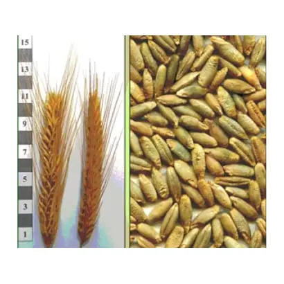 Харківське 98