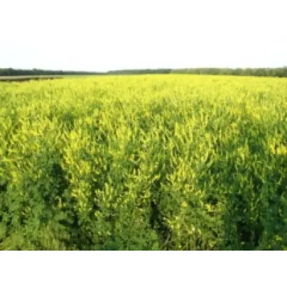 Яворовецьке