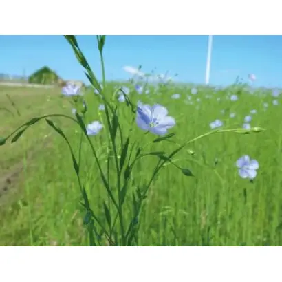 KAOLIN / КАОЛІН