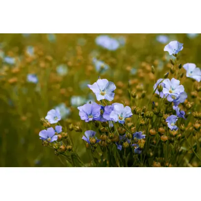 Сіверський