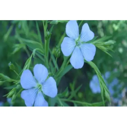 Вогні Дніпрогесу