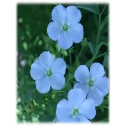 Запорізький богатир