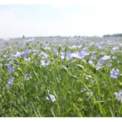 Південна ніч